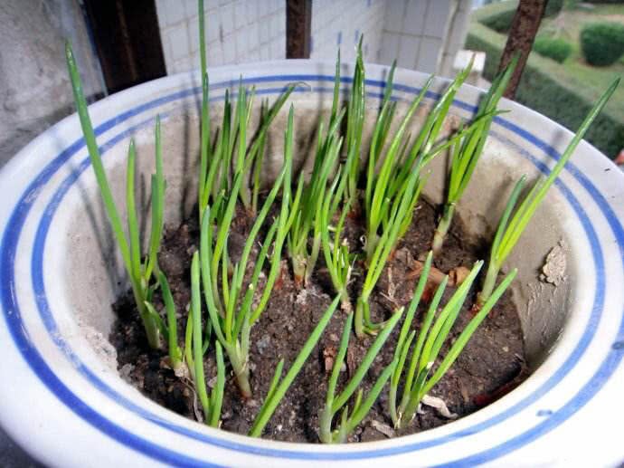 吃不完的剩菜根 种花盆里 两个月长爆盆 天天摘不完
