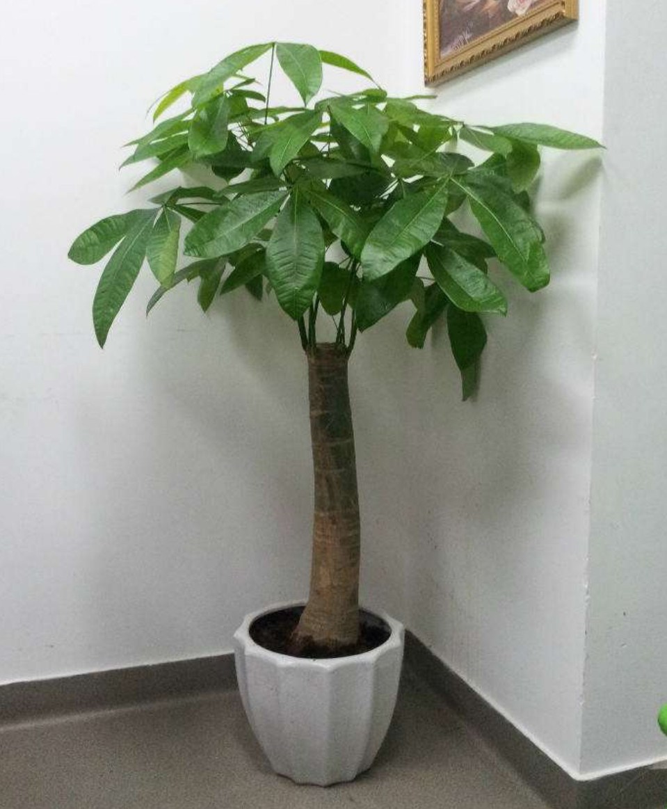 发财树烂根了不要扔 这样挽救不久后又会枝繁叶茂