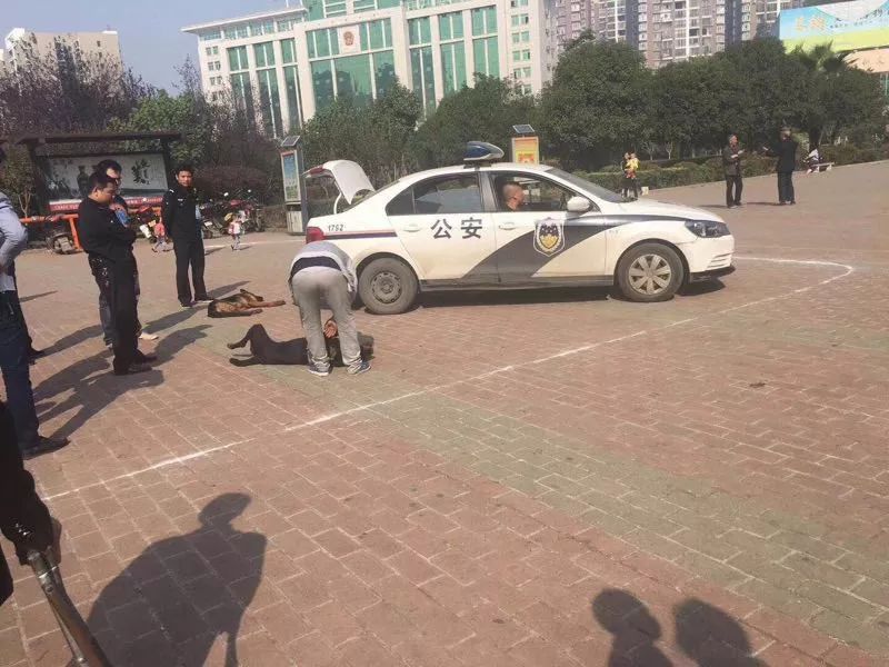 被狗紧咬不放怎样能最快摆脱？很多人不知道 速看