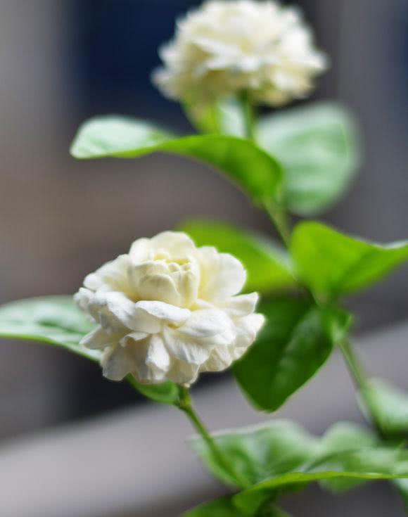 茉莉开花过后 这个部位剪一剪 二次开花更多更大