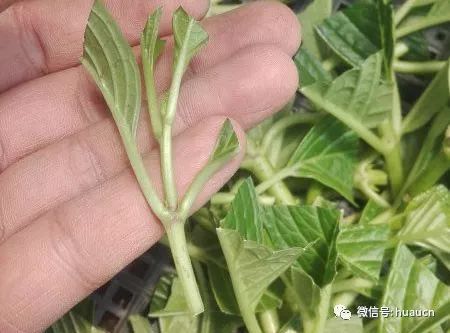 绣球花扦插超简单图解