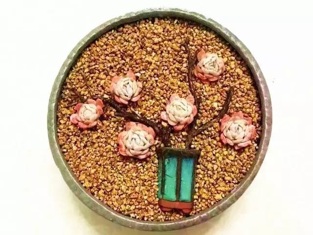 好端端的多肉怎么就变成花了?