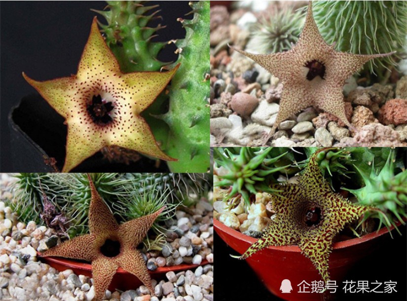 多肉花卉新宠 没开会时很萌很可爱 开花后很惊艳