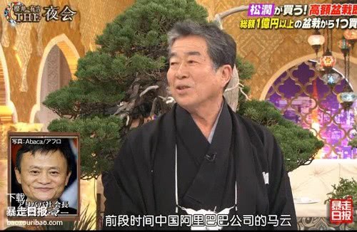 2016年马云花1000万在买的盆景 现在长的怎么样了?