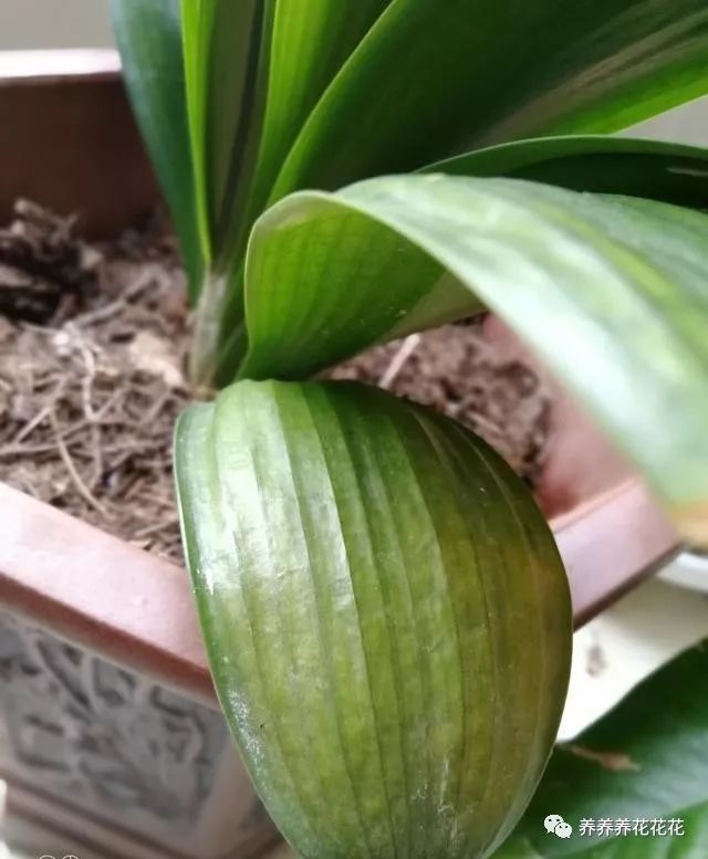 君子兰下部叶子发黄 原因在这里 这是夏季养好君子兰的关键