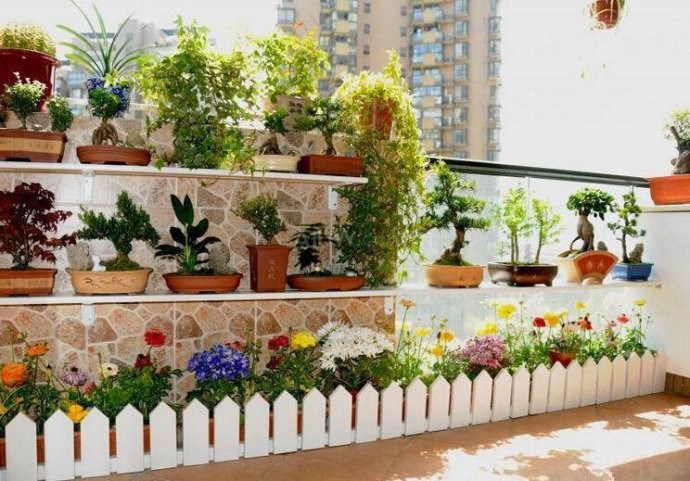 赶在秋天之前扦插这5种花 10天就发芽 年关能开花