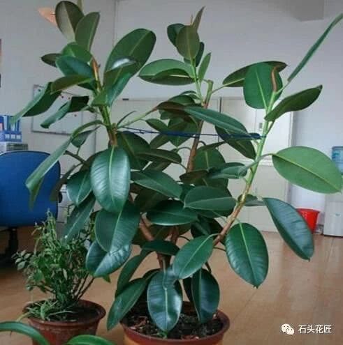 橡皮树这个位置剪一刀 1周冒出3个新芽 1年长成大绿球