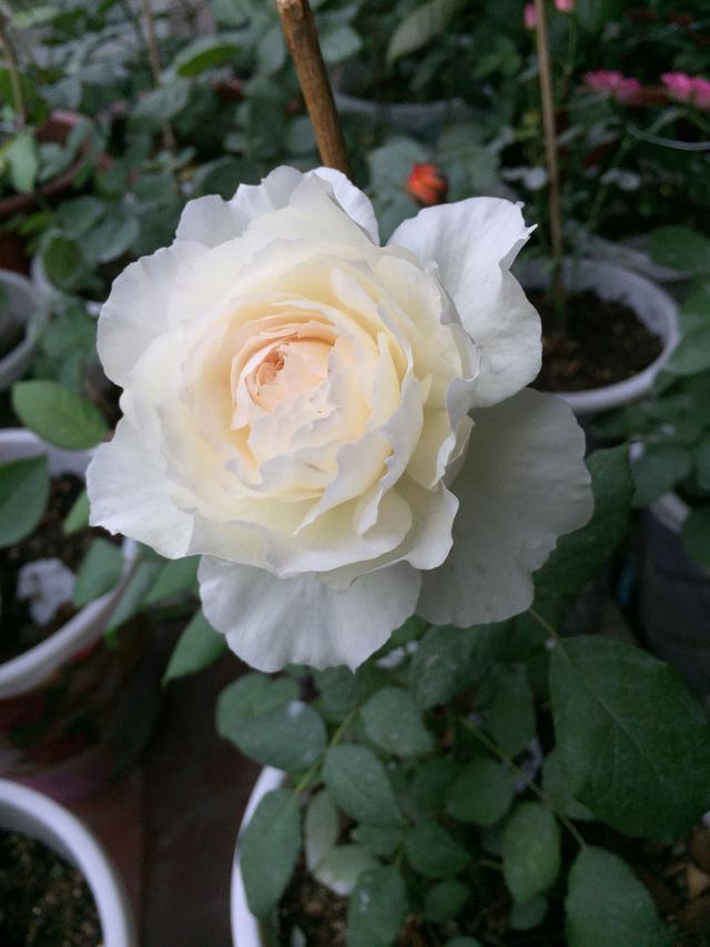 此新型盆栽花卉 漂亮不输玫瑰花 仙气十足 四季开花 还很好养