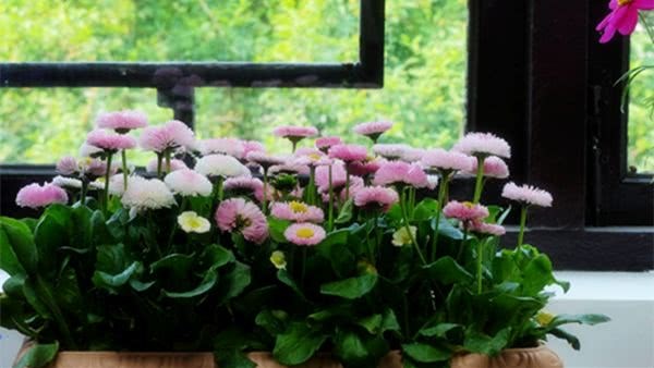 白酒养花效果居然这么好？花友们都惊呆了