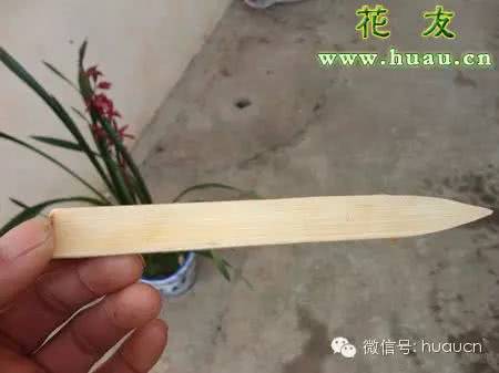 教你判断给植物浇水的最佳时机