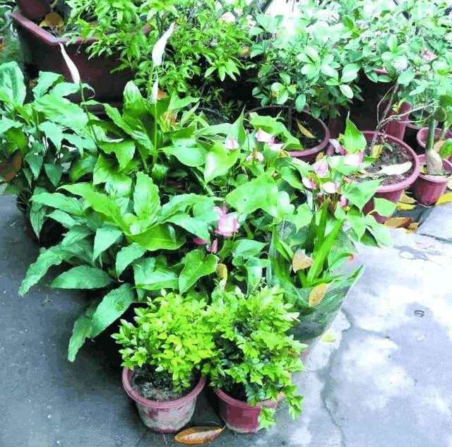 这4种观叶植物 随便一养就10年 给点水就活 最适合家庭盆栽