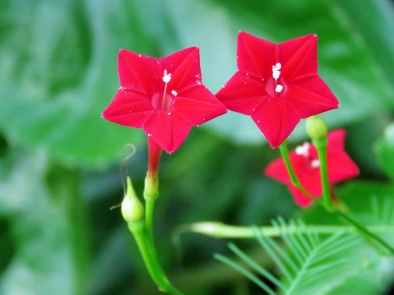 五星红旗上的鲜艳的花——五星花