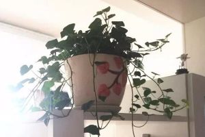 客厅卧室…1个角落摆上1盆花，邻居朋友羡慕得眼红，纷...