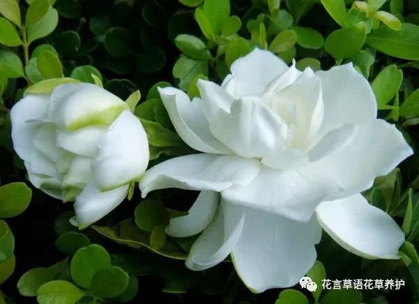 几个小妙招 让栀子花越养越香