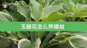 玉簪花怎么养爆盆