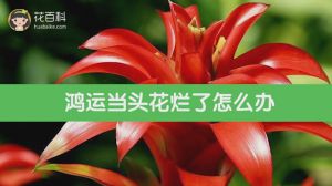鸿运当头花烂了怎么办
