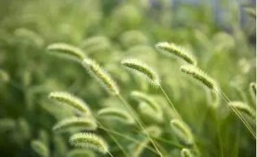 狗尾巴草生命力旺盛 在古代为何没有成为粮食？
