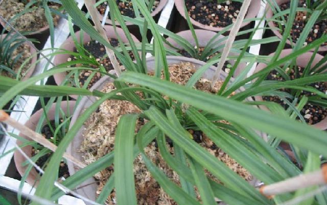 巧用温差养兰花 高手一年发3次芽 秋季的苗冬季已成大草