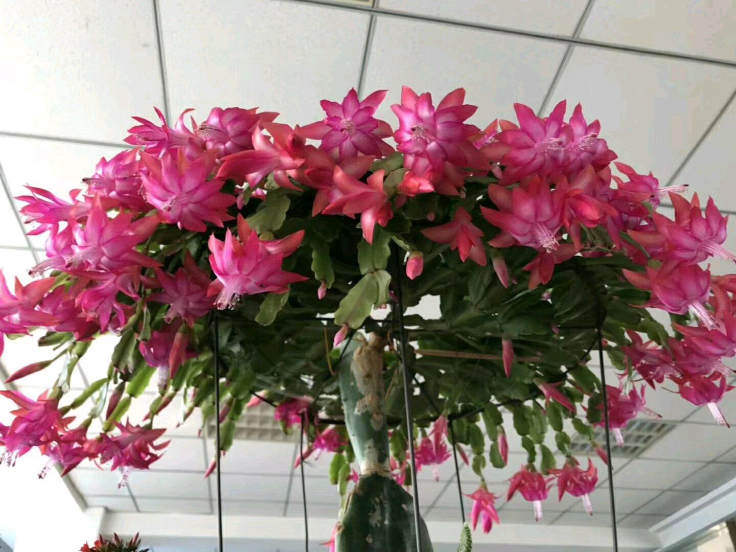 秋天养护蟹爪兰 做好3个小贴士 花芽猛长 深秋爆花压弯枝