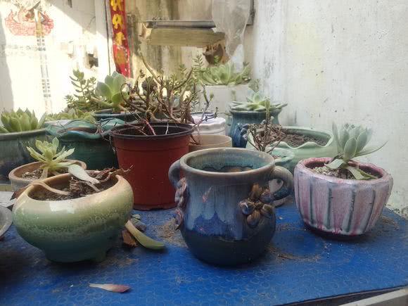 在说多肉是懒人植物的 这个夏季您的阳台空盆了吗