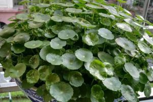 秋天盆底垫点它，花养30年都根系粗壮，叶片浓绿，开花...
