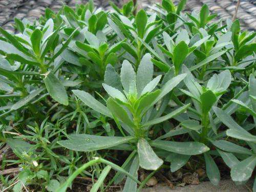 这一野菜俗称高钙菜 钙量是牛奶的3倍 盆栽在家反复摘20年
