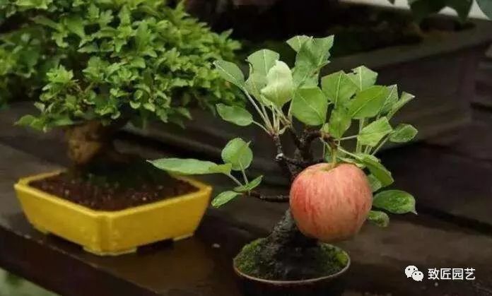 苹果盆景的制作与管理