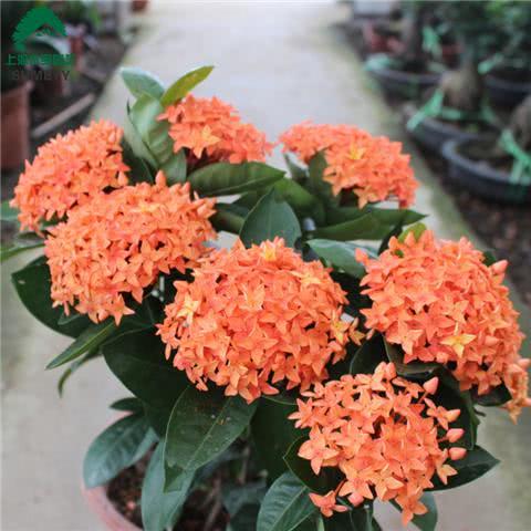 这种花开花成球 最易爆盆