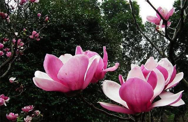 二乔木兰养护禁忌 学会这个技巧 圣诞节能开花
