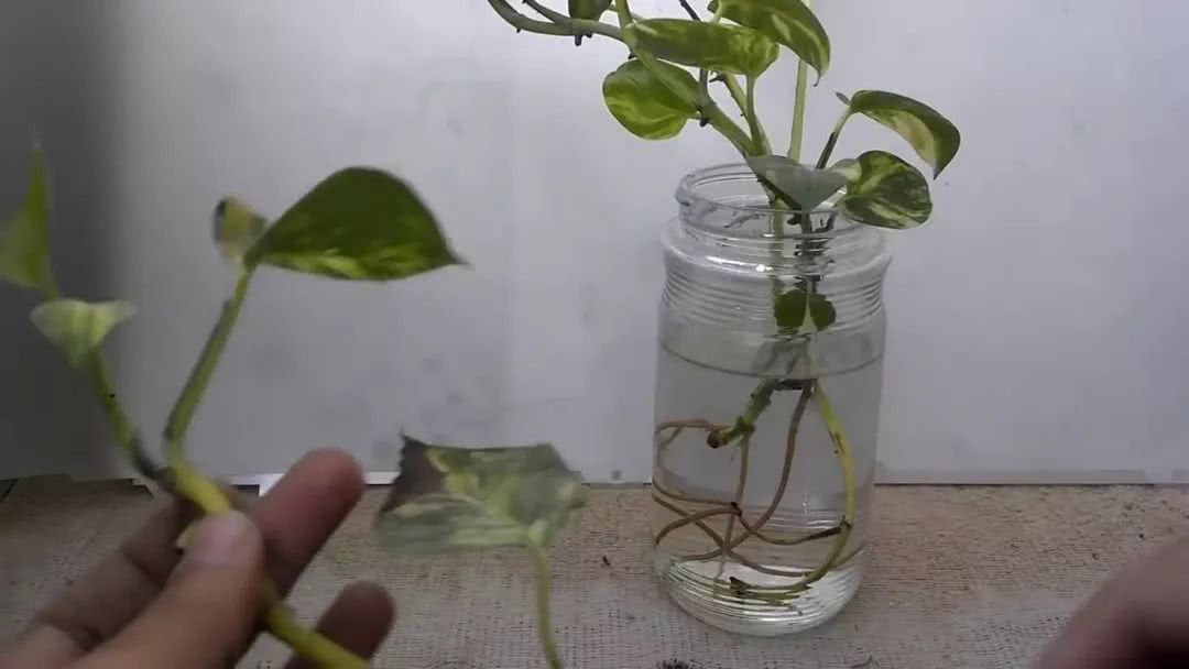 繁殖绿萝最简单的方法 家里没有花盆和土壤也能轻松培育