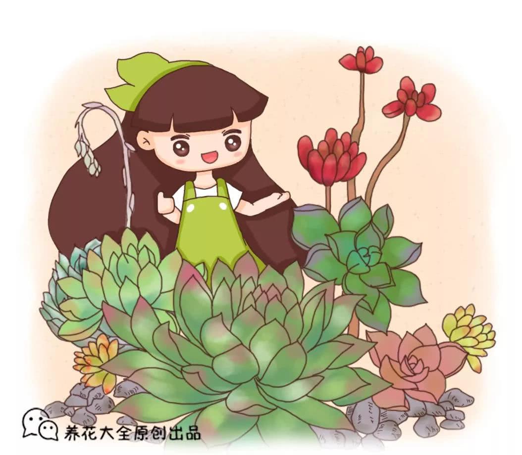 小伙把多肉养成手捧花 1棵上面长30朵花头 价格翻了几百倍