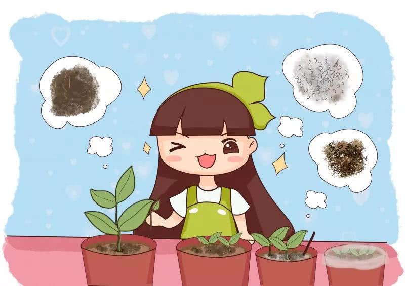 这4种花 现在扦插生根快 错过还要再等一年