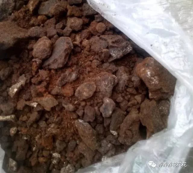 芝麻饼是好东西 这样处理一下 养君子兰太棒了 叶片油亮叶纹深