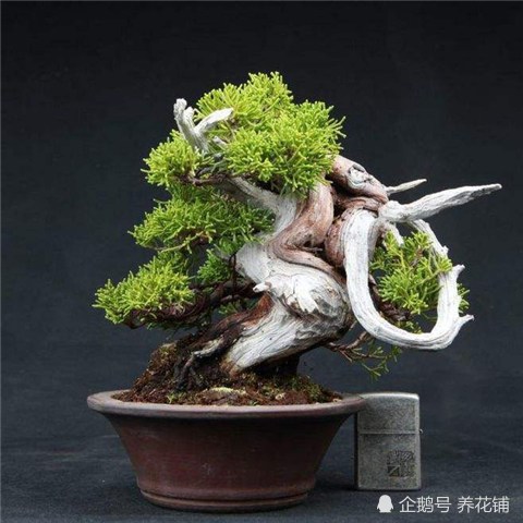 这3种盆景养成精品 价值上万