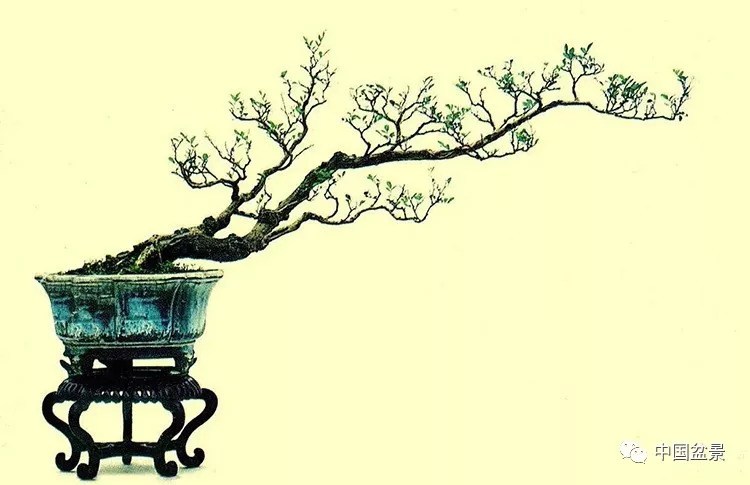 小园留有素仁影一一有感素仁格盆景