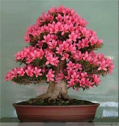 这种花养成盆景美翻了 开花上百朵