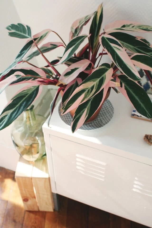 这7种观叶植物的叶片都是粉色的 总有你喜欢的品种