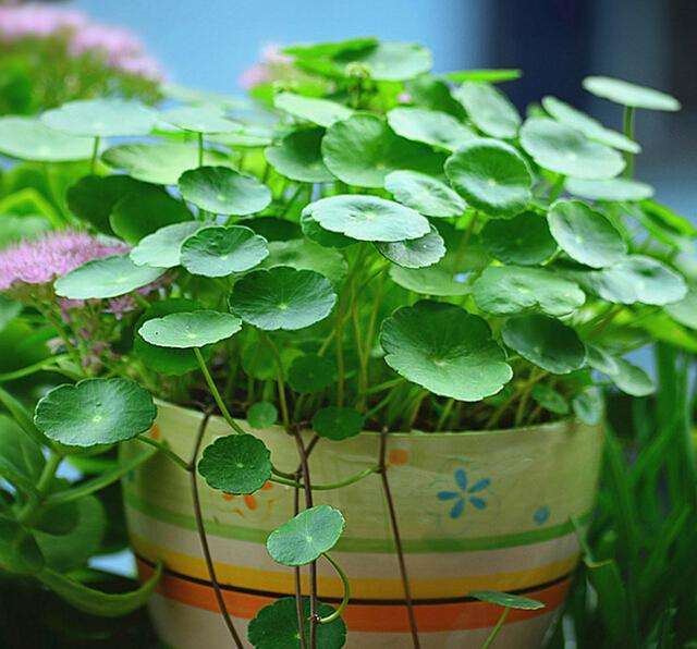 家里的花总是开不好?其实是你没选对花 换成这4种 爆盆太容易