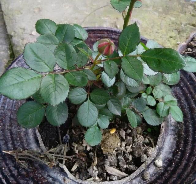 路边捡几个泡菜坛 当花盆养月季 才30cm高竟开出10朵花