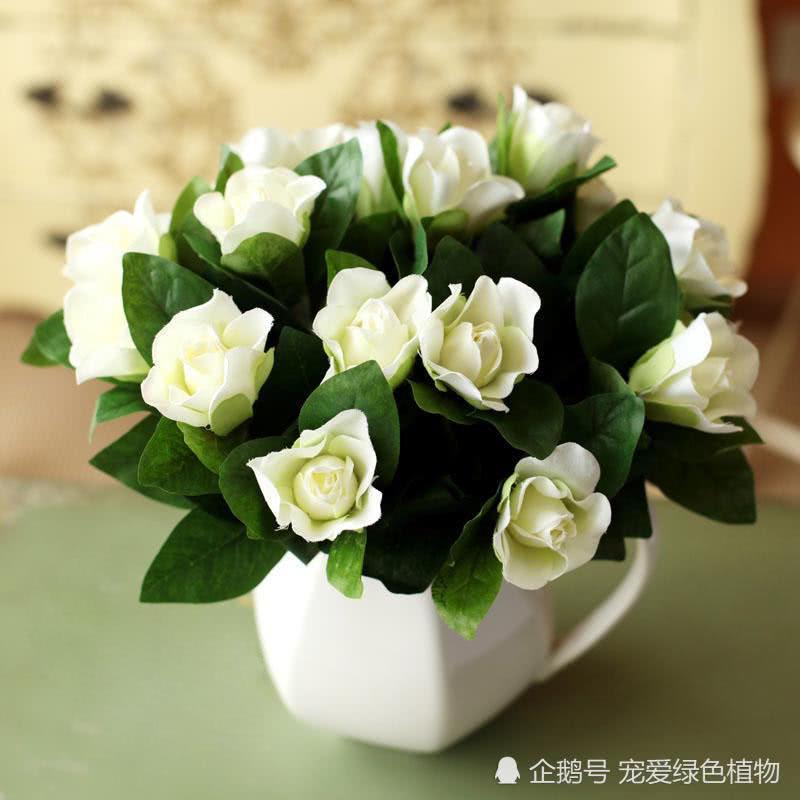给栀子花1周喝一勺这种水 像打鸡血般蹭蹭开满盆
