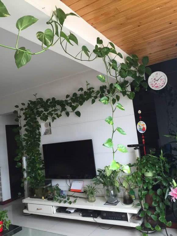 这绿植能做植物墙爬天花板长势快得想不到