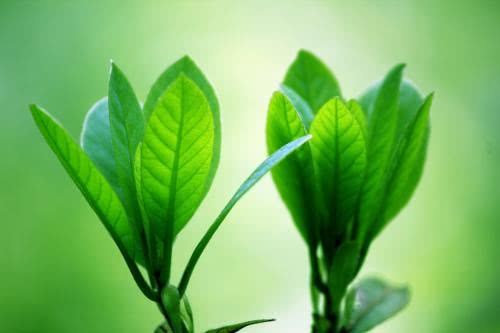 白酒养花也有效 这次换季花能开这么好 全靠它