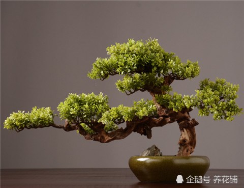 罗汉松这么养 枝干挺拔有档次