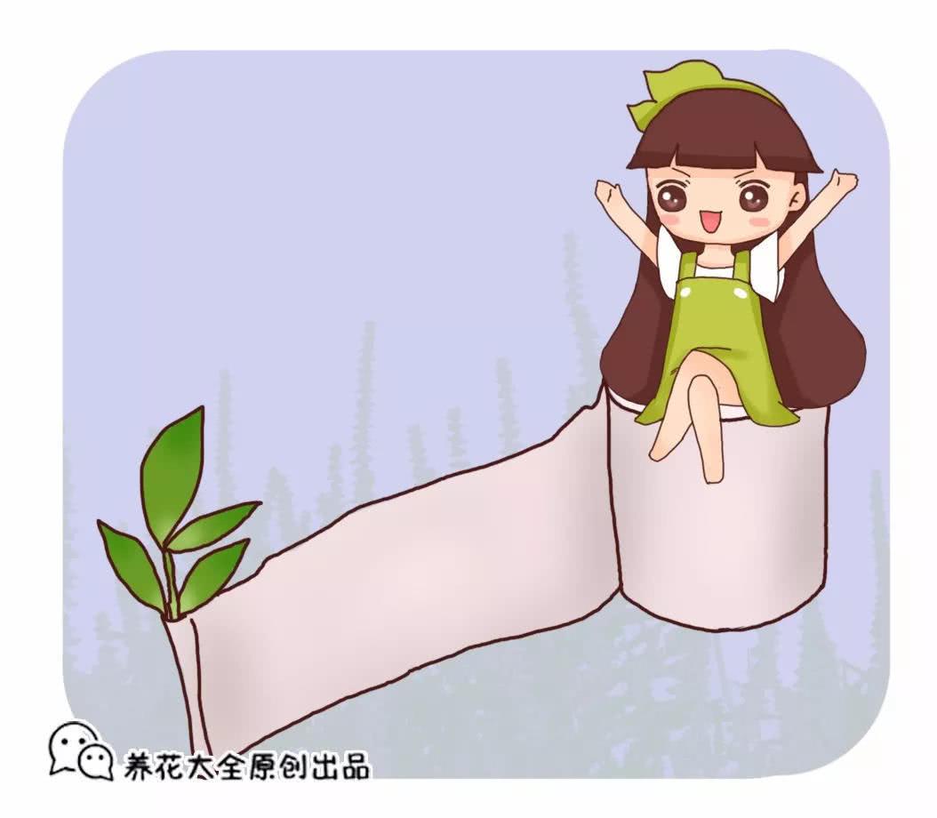 掐根枝裹张纸 7天冒出大白根 3岁小孩都能插活