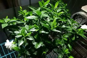 给花吃个瓜,就像打了兴奋剂,开花刹不住闸!