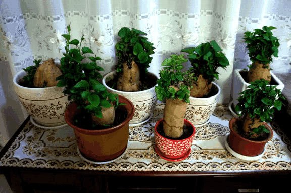 盆栽不用买?此4种厨房剩菜头扔进花盆 几天就长成盆栽 好漂亮