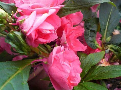 凤仙花开花难 做好这几点 花开满盆还喜人