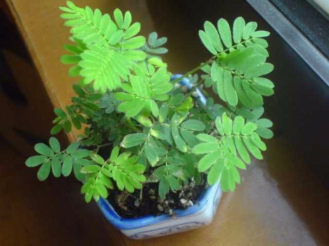 这3种花 好看好养 不过汁液有毒 那又何妨 喜欢就能养