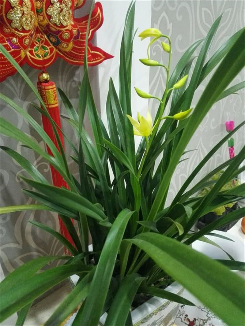 兰花开了谢得快 只需这一步 延长了好几天