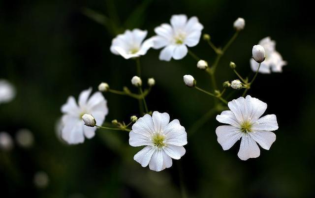 秋天就种这些花 土里撒上种 明年变花园